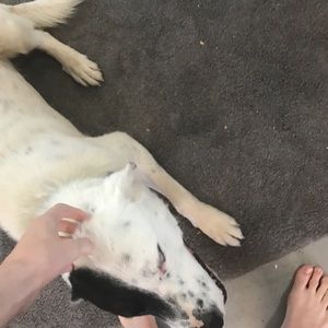 Meet your Posher, Sean